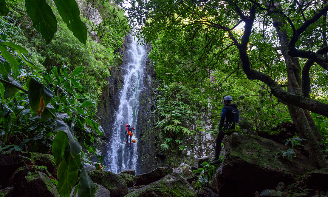 Evergreen Azores