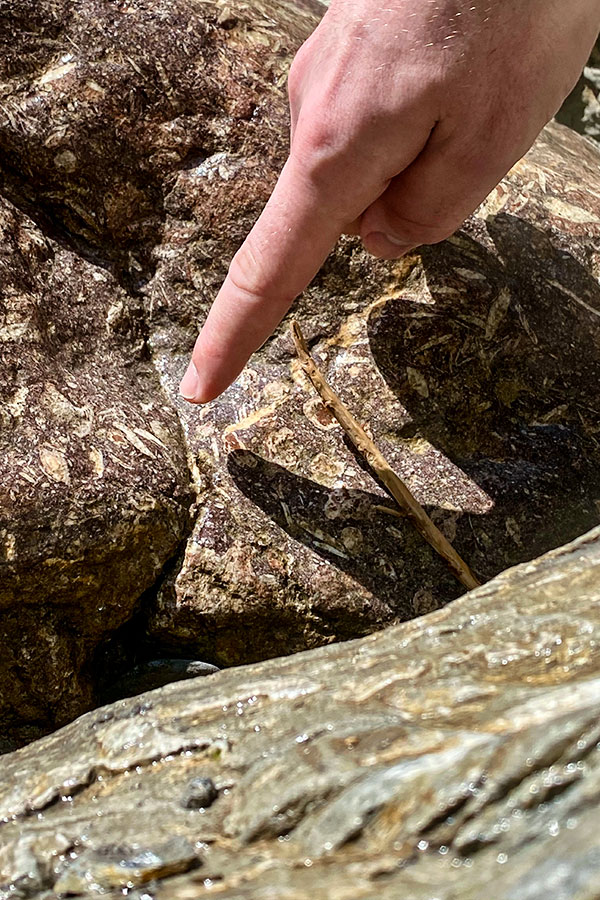 Nummuliten im Gestein der Starzlachklamm – Fossilien hautnah erleben Finger zeigt auf Nummulitenfossilien im Kalkstein der Starzlachklamm bei einer Canyoningtour